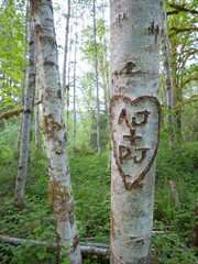  White tree with initials carved into it.