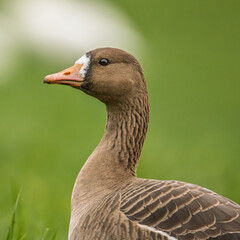 portrait of a goose
