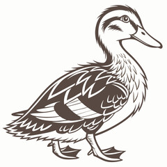 duck isolated on white