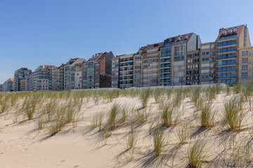 Beach grass and beach and apartment buildings in the background in Knokke-Heist, Belgium