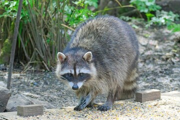  Hungry raccoon getting some bird feed.