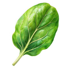 Fototapeta premium Fresh spinach leaf isolated on a clean white background, showcasing texture and natural green color
