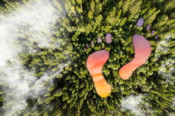 A man leaves a trail. Negative impact on nature and ecology. Forest cutting. Harm the environment. The crown of the tree forms a footprint. Sunset footprint.