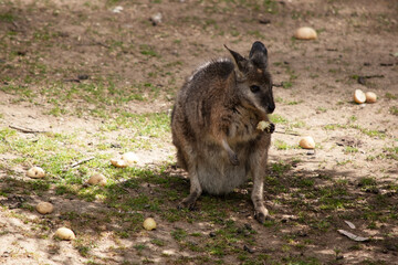 the tammar wallaby is eating fruit