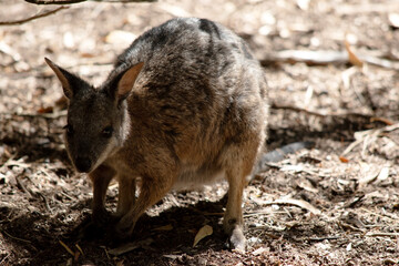 the tammar wallaby is looking for food