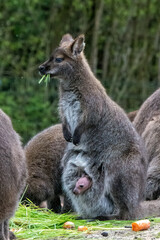 Kangaroo mit Baby