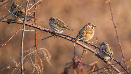 sparrows on a branches