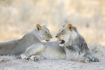 Lion resting near a lioness on the dry Kalahari Desert sand