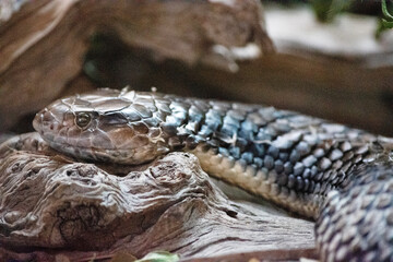 this is a close up of a tiger snake
