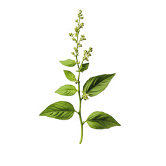 Basil plant with flowers isolated on transparent background