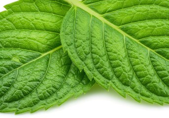 Obraz premium Fresh green mint leaves isolated on white background, macro photo