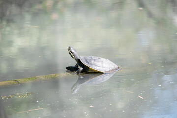 the turtle is resting on a submerged branch