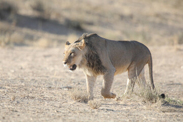 Lion starting to move over arid Kalahari Desert sand to stalk its prey
