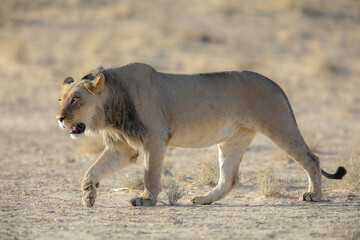 Lion starting to move over arid Kalahari Desert sand to stalk its prey