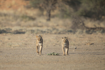 Lions walking together through the Kalahari Desert in search of prey
