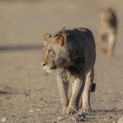Lion starting to move over arid Kalahari Desert sand to stalk its prey
