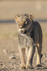 Close portrait of a lion in the Kalahari Desert as seen on safari