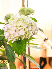 Hydrangea is a shrub plant with dense nearly spherical flowers that can be pink, light blue, or white. It blooms from June to August and is an ornamental flower.
