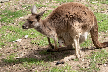 Western grey are large, muscular animals. they are grayish-brown to reddish-brown with a small head, large ears, and a long thick tail used for balance.