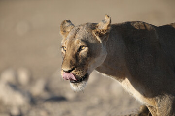 Adult lion licking its lips
