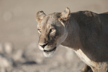 Portrait of the face of a lion in the Kalahari Desert