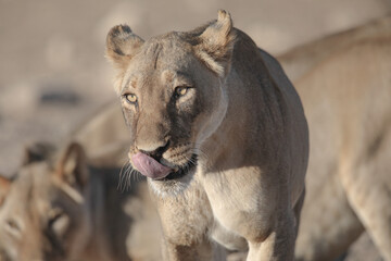 Portrait of the face of a lion in the Kalahari Desert