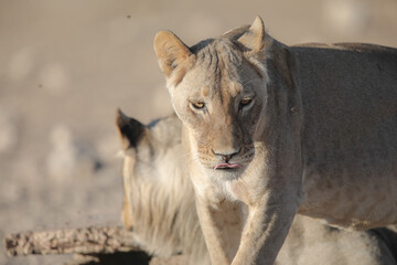 Portrait of the face of a lion in the Kalahari Desert