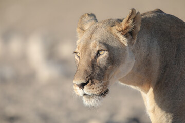 Portrait of the face of a lion in the Kalahari Desert