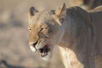 Portrait of the face of a lion in the Kalahari Desert