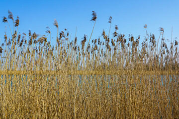 Golden Dry Reeds Swaying in the Breeze by the Lakeside Under a Clear Blue Sky, Nature Texture