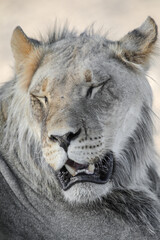 Portrait of the face of a lion in the Kalahari Desert