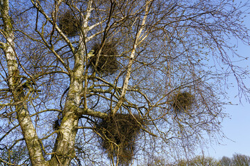 European mistletoe in nature, common mistletoe parasitizes on birch tree branches