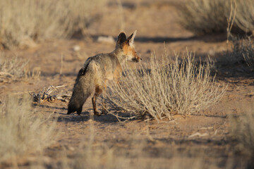 Cape fox looking into the distance, Kgalagadi National Park