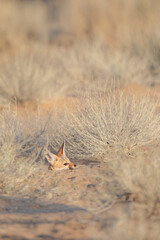 Cape fox sitting in the morning sun shortly before retiring to bed