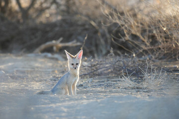 Cape fox resting on the dry sand of the Kalahari Desert in the early morning