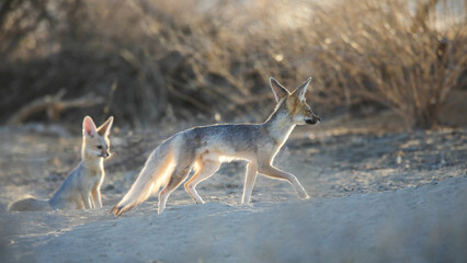 Cape fox adult moving across the dry Kalahari Desert sand in search of breakfast