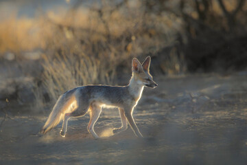 Cape fox adult moving across the dry Kalahari Desert sand in search of breakfast