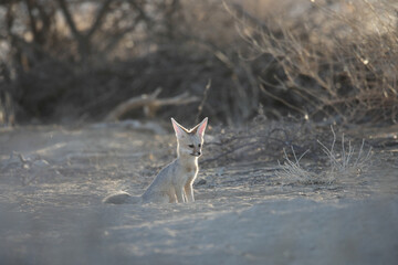 Cape fox looking into the distance, Kgalagadi National Park