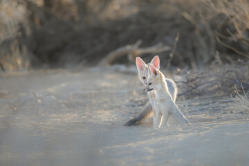 Young Cape fox learning about its environment in the Kalahari Desert