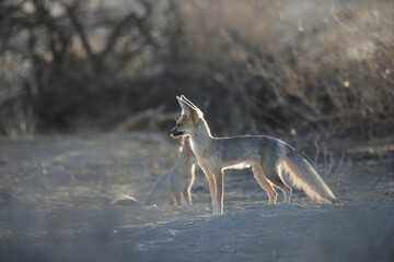 Cape fox adult moving across the dry Kalahari Desert sand in search of breakfast