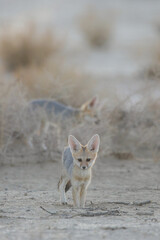 Cape fox looking for food in the Kalahari Desert