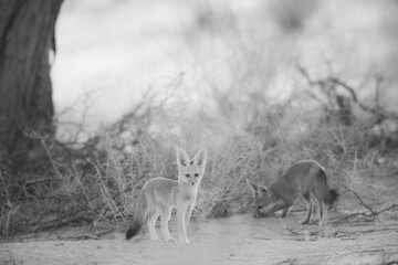 Young Cape fox puppy interacting with its family in the arid Kalahari Desert
