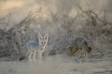 Cape fox looking for food in the Kalahari Desert