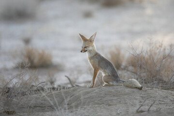 Cape fox resting on the dry sand of the Kalahari Desert in the early morning