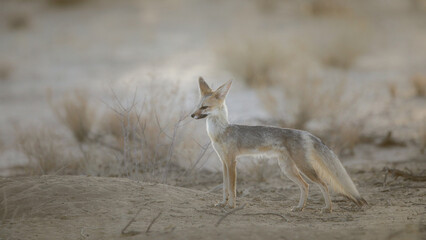 Naklejka premium Cape fox looking for food in the arid Kalahari Desert