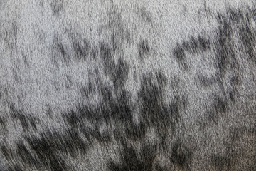 texture of cows fur with varying shades of grey and black. The textures create an abstract pattern
