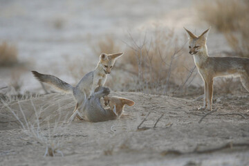 Young Cape fox puppy interacting with its family in the arid Kalahari Desert