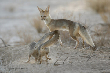 Young Cape fox puppy interacting with its family in the arid Kalahari Desert