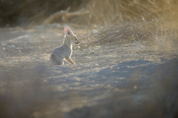 Cape fox resting a bit in the early morning light of the Kalahari Desert