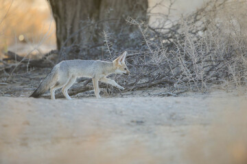 Cape fox looking for food in the arid Kalahari Desert